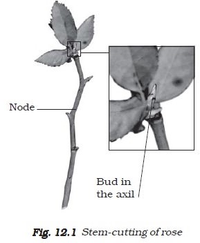 Rose Stem Cutting - Asexual Reproduction