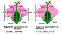 Sexual Reproduction in Plants – Unisexual and Bisexual
