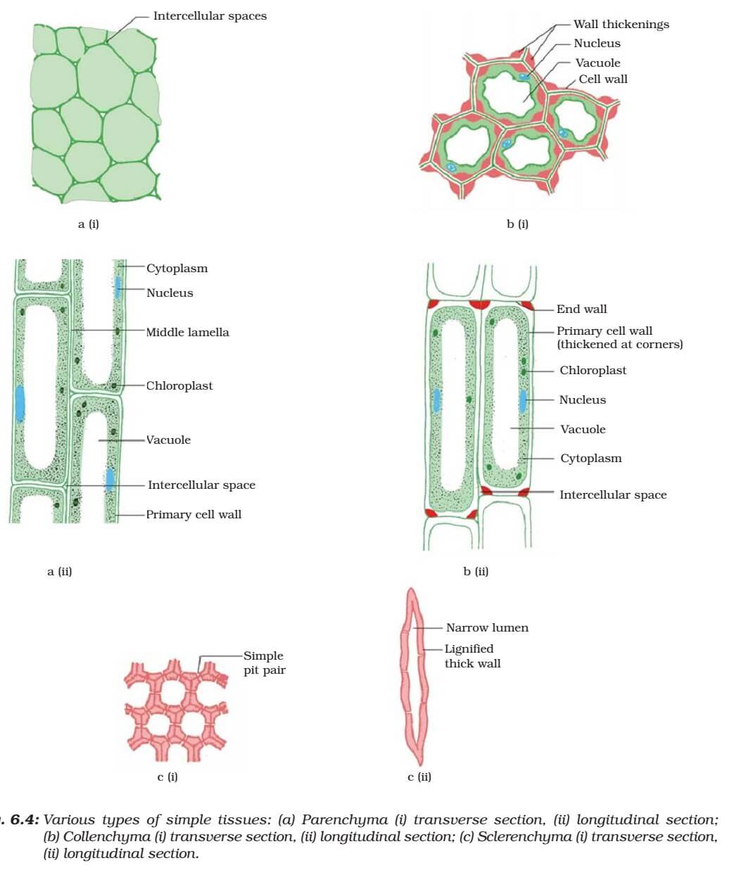 Simple Permanent Tissue Types