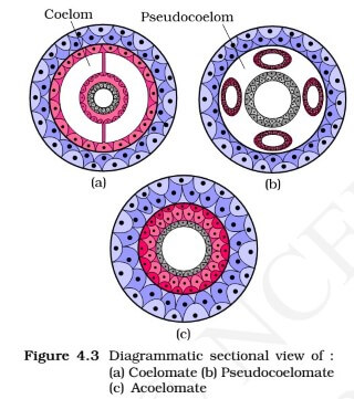 coelomates - pseudocoelomate - acoelomate