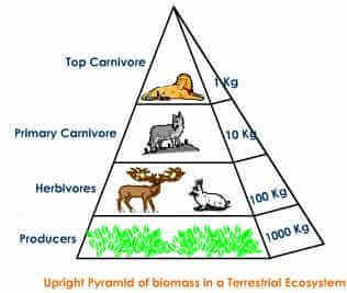 Resultado de imagen de food pyramid in an ecosystem