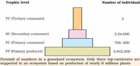 explain ecological pyramid