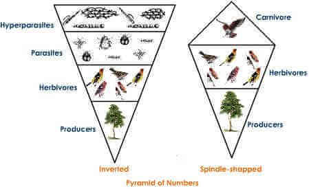 Pyramide cologique Wikip dia Pyramide cologique Wikip dia