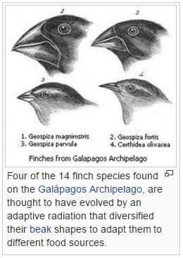 Adaptive radiation
