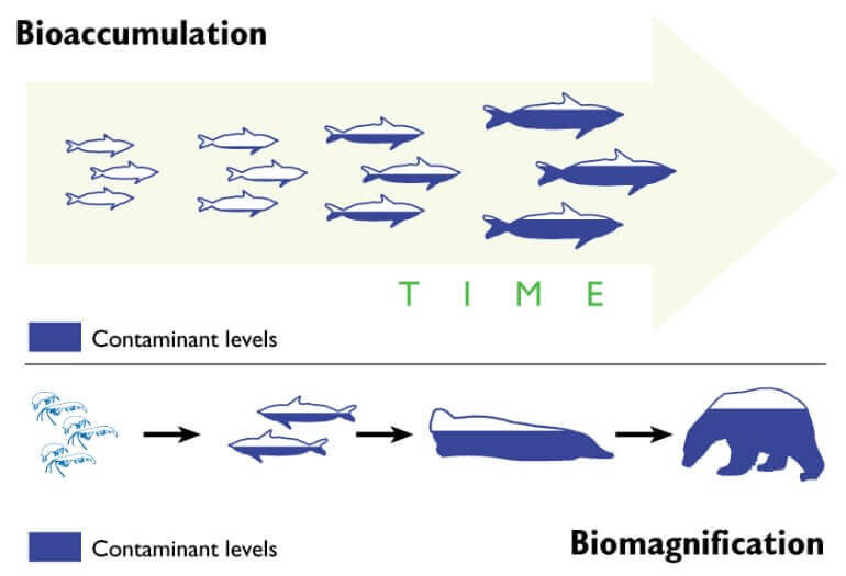 Bioaccumulation & Biomagnification