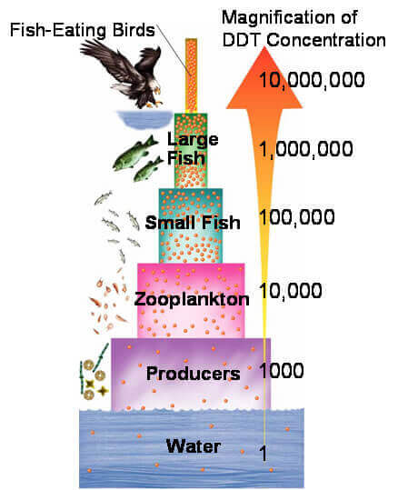 Biomagnification