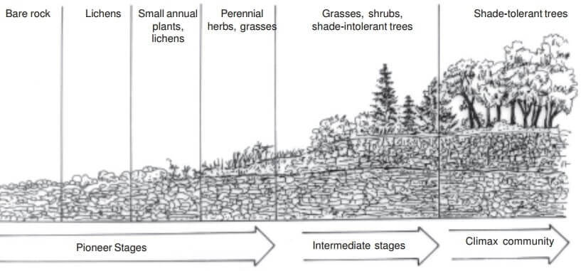 primary succession lichens