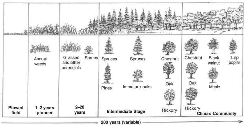 Ecological Succession - Secondary Succession