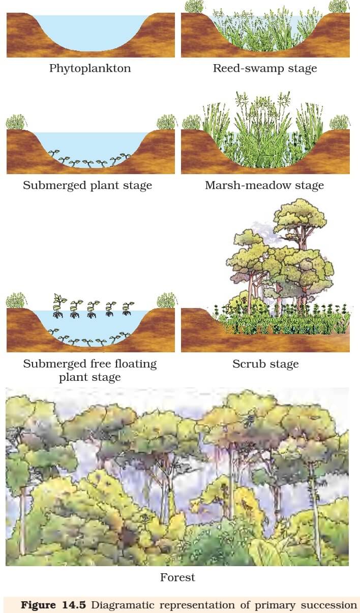 2 types of ecological succession