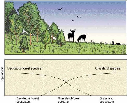 Ecotone - Grassland