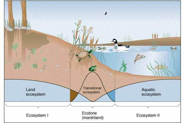 Ecotone - Wetland