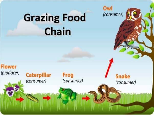 terrestrial food web diagram