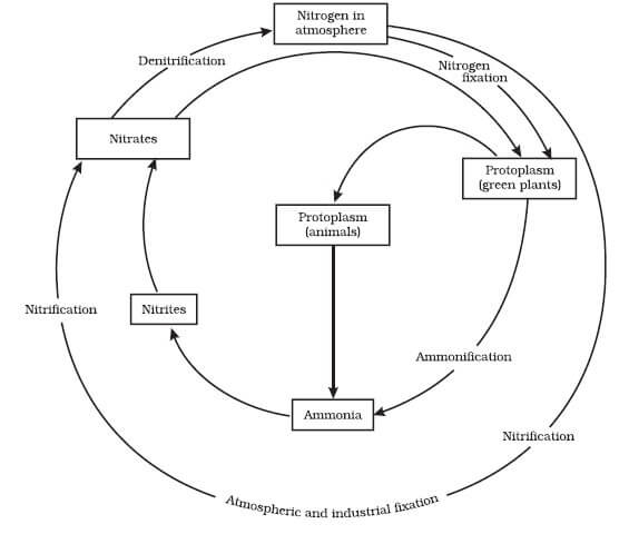 Flow Chart Of Oxygen Cycle