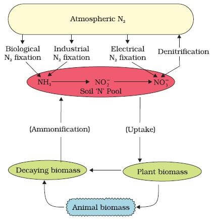 Nitrogen Cycle (Gaseous Cycle)