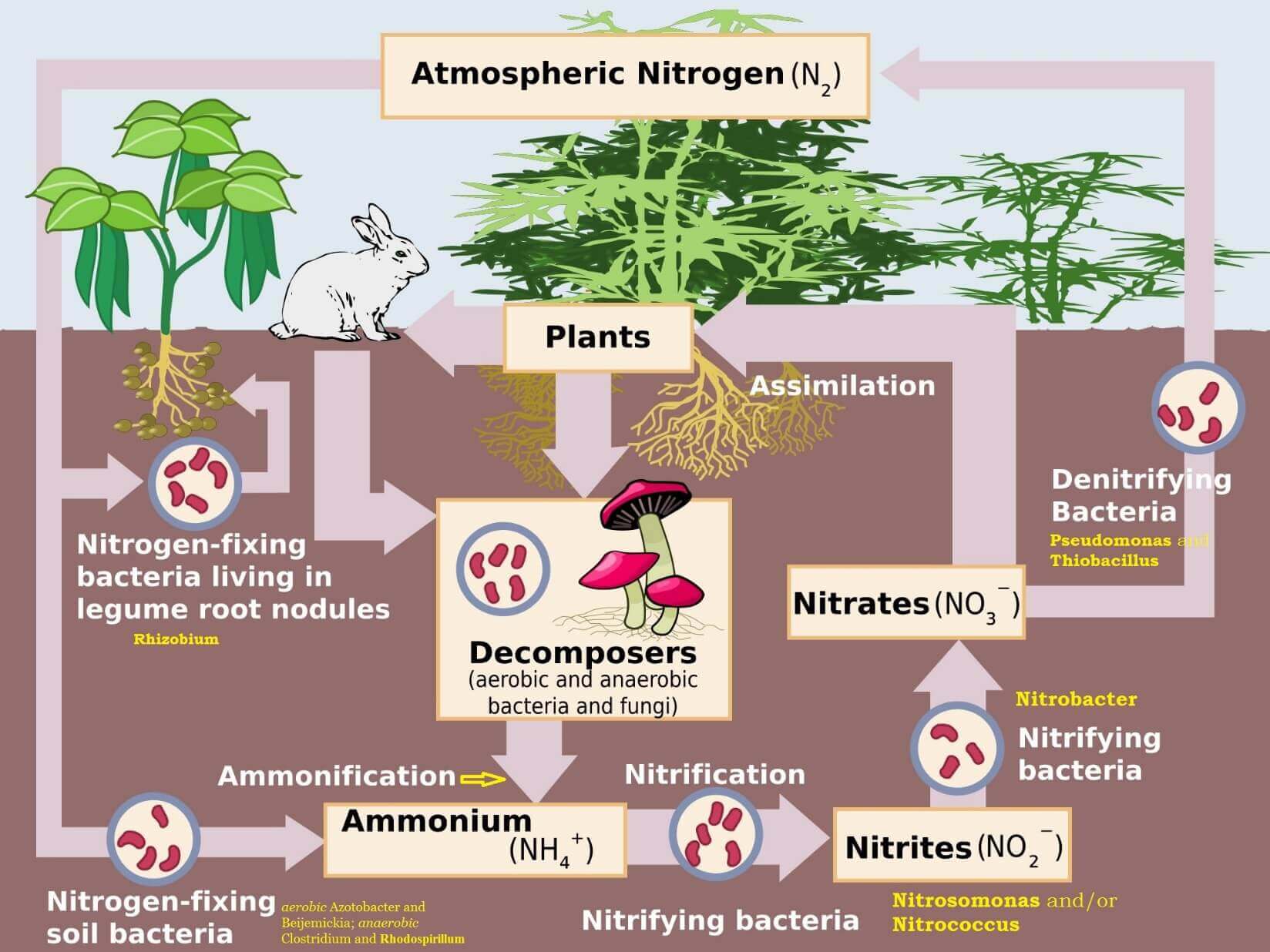 Nitrogen Cycle (Gaseous Cycle)