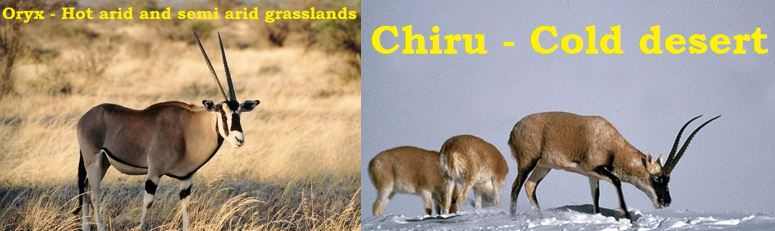 oryx chiru antelopes upsc ias