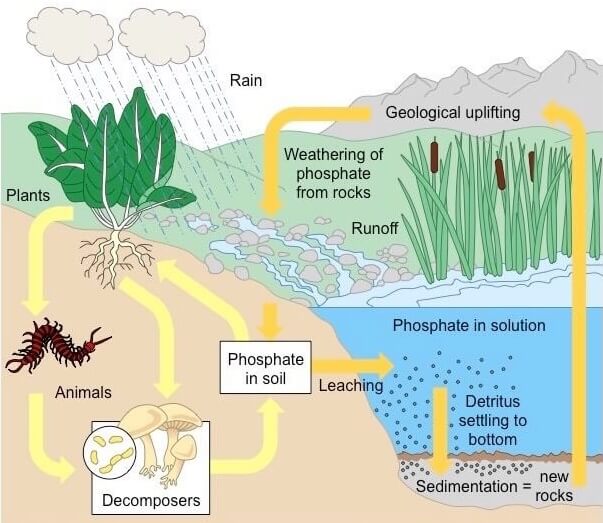 Phosphorus Cycle (Sedimentary cycle)