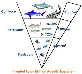 Pyramid of Biomass (Inverted) in an aquatic ecosystem