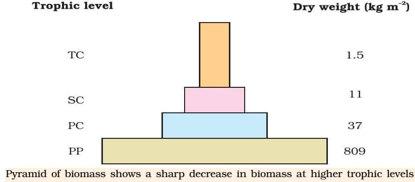 Pyramid of Biomass