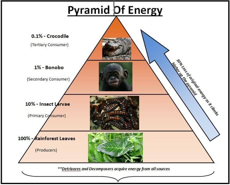 Rainforest Energy Pyramids