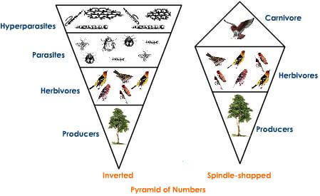 desert ecological pyramid