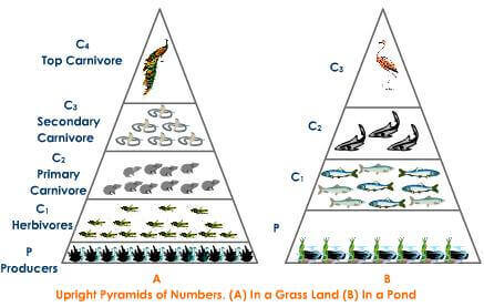 Ecosystem Pyramid Chart