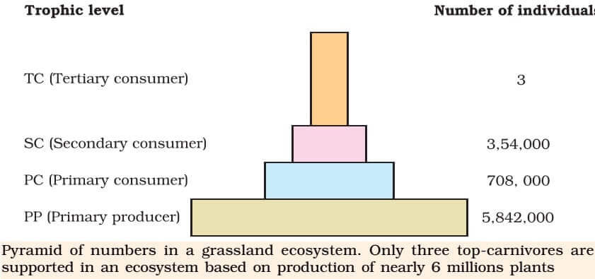 Pyramid of Numbers