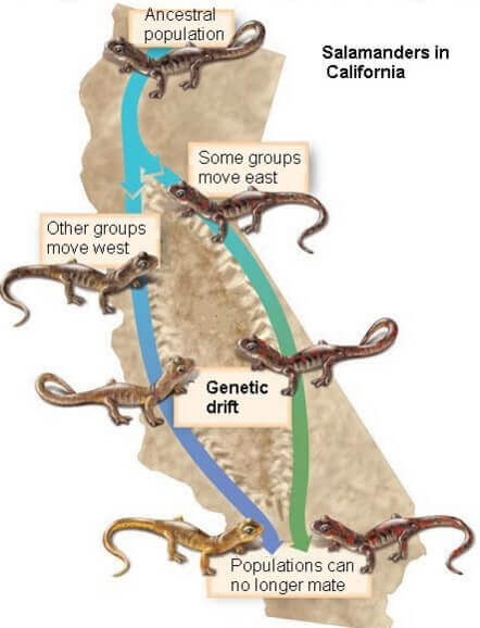 Speciation