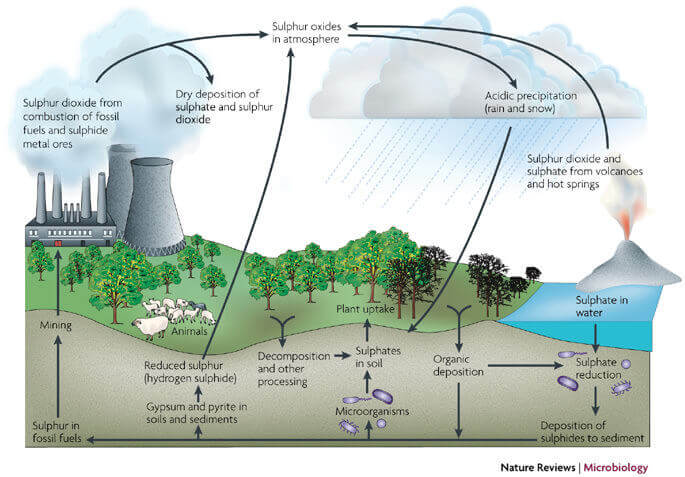 Sulphur Cycle (Sedimentary cycle)