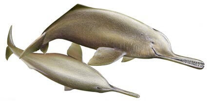 Freshwater (river) dolphin Susu