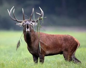 IUCN Red List India | Red Data List | Red Book Part-2 - PMF IAS IUCN Red List India | Red Data List | Red Book Part-2 - PMF IAS