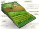 sustainable agriculture - organic farming - biofertilizers