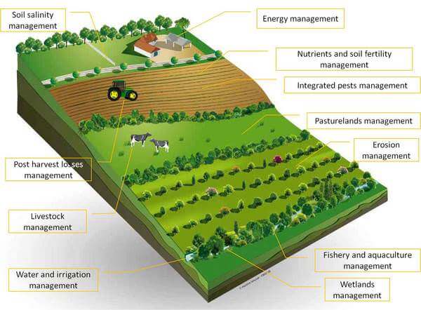 Sustainable Agriculture: Organic Farming & Biofertilizers | PMF IAS