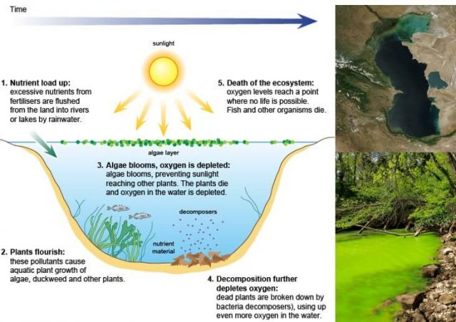 Water Pollution: Causes & Effects, Eutrophication, Algal Blooms Biology Diagrams