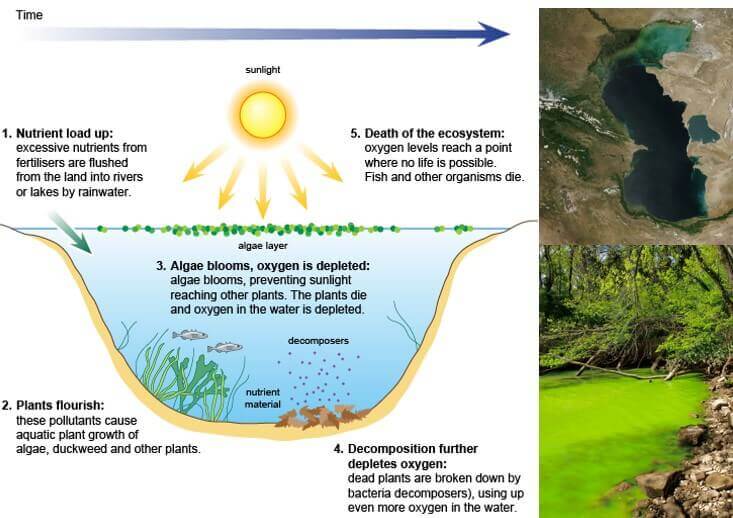 Eutrophication, Definition, Types, Causes, & Effects