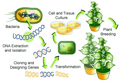 Genetically Modified Crops (GM Crops): Benefits & Controversies - PMF IAS Genetically Modified Crops (GM Crops): Benefits & Controversies - PMF IAS