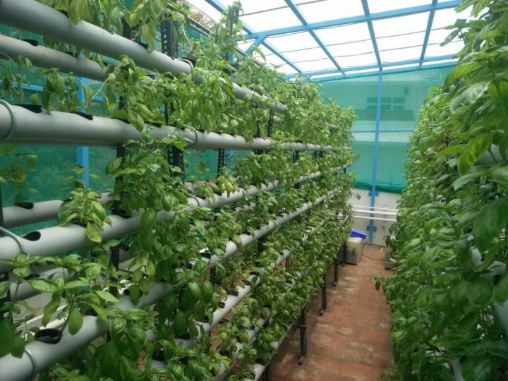 Difference between horticulture and hydroponics