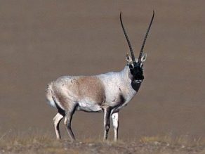 Chiru - Tibetan Antelope