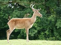 Eld's deer - thamin or brow-antlered deer 