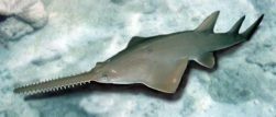 Long-comb Sawfish or Narrow-snout Sawfish