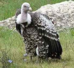 Ruppell's Vulture 