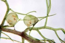 Utricularia or Bladderworts