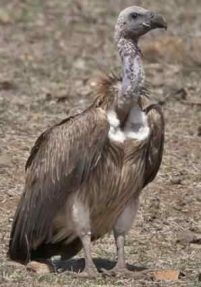 Slender-Billed Vulture 