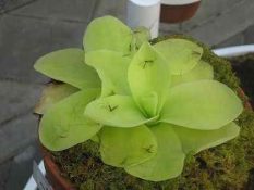 Pinguicula or Butterwort