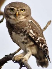 Forest Owlet 