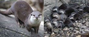 Oriental small-clawed otter - Asian small-clawed otter