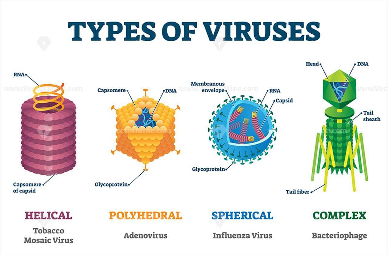 Virus Difference Between Virus Bacteria Dna Rna Viruses Pmf Ias