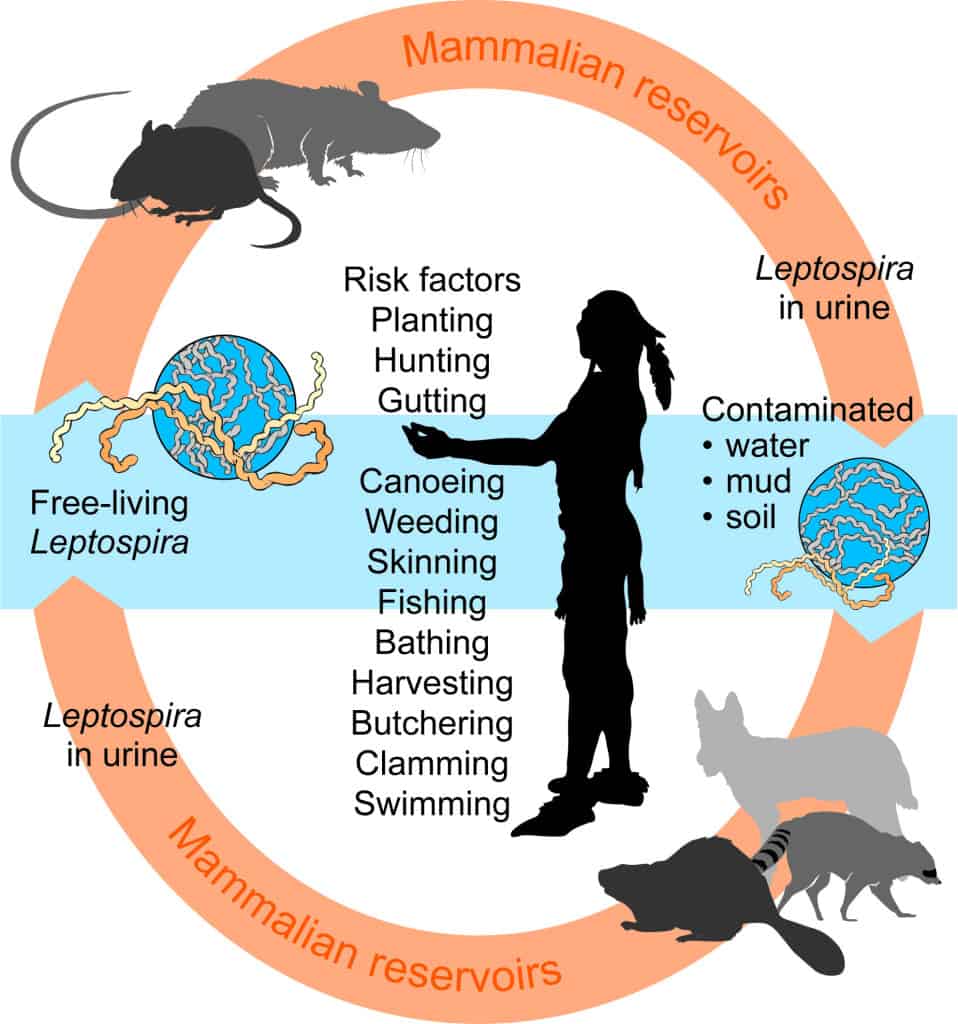 Lifecycle of leptospirosis