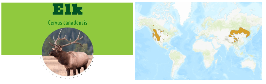 A two-part infographic featuring a photograph of an elk (Cervus canadensis) on the left and a world map on the right. The map highlights elk distribution in brown, showing populations primarily in western North America and parts of eastern Asia.