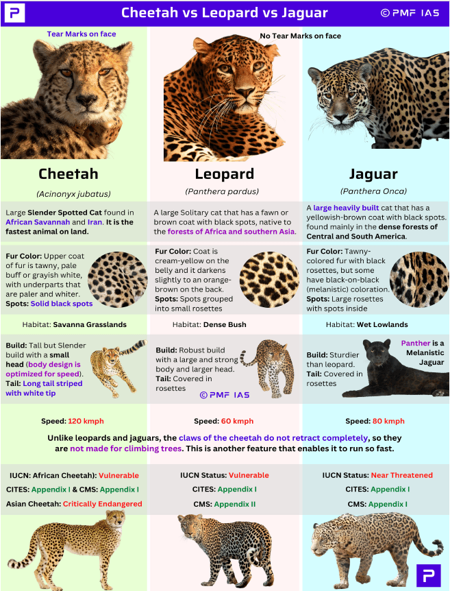 Comparison chart illustrating physical and behavioral differences among cheetah, leopard, and jaguar. cheetah’s tear marks, leopard’s rosettes, jaguar’s robust build
